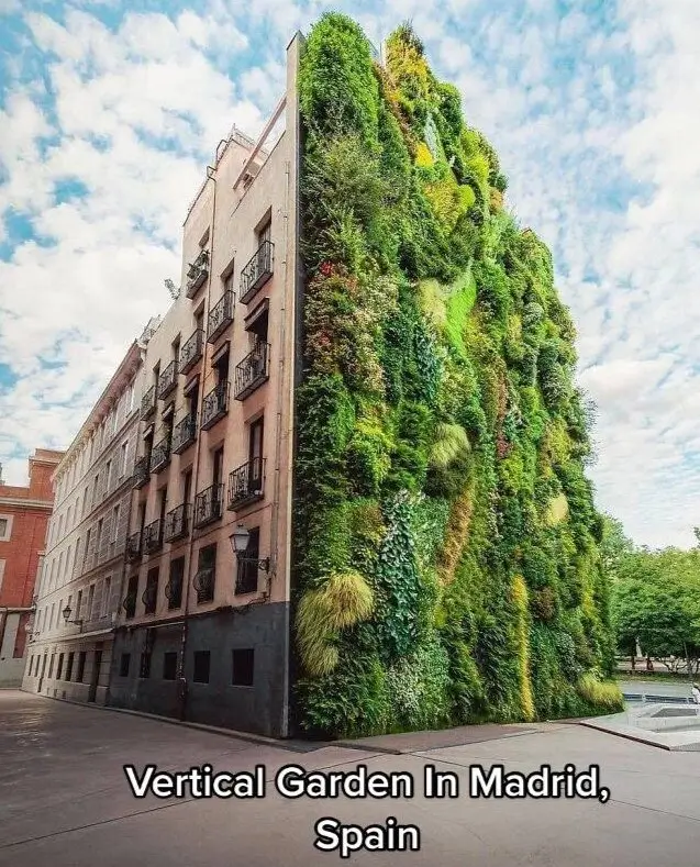 A city building facade transformed into a lush living wall, a biophilic architectural idea.