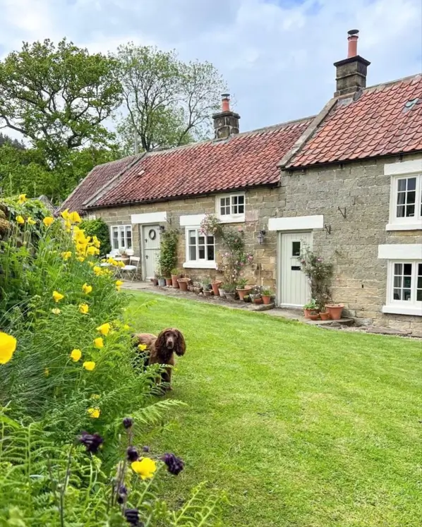 A stone English country cottage with a lush lawn and a vibrant border of yellow flowers.