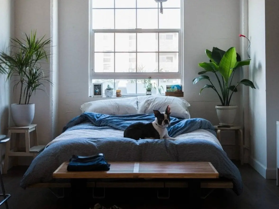 A bright, small cozy bedroom featuring a bed centered under a large window with a dog resting on it, flanked by two plants creating a symmetrical design.