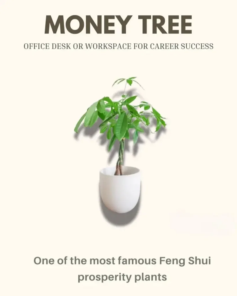 8 Indoor Plants That Bring Money and Good Luck 12 A healthy Money Tree plant with a braided trunk in a white pot, a popular indoor plant for attracting prosperity.