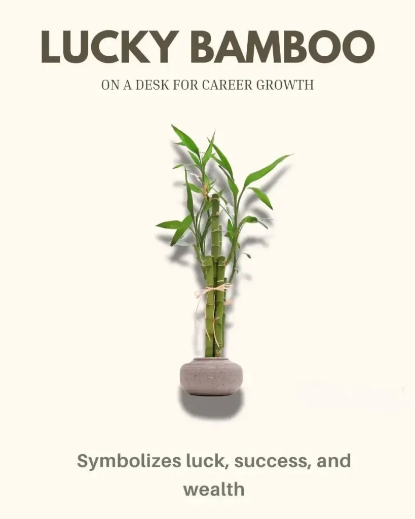 8 Indoor Plants That Bring Money and Good Luck 13 Stalks of Lucky Bamboo in a simple pot, known as a houseplant that attracts prosperity and good fortune.