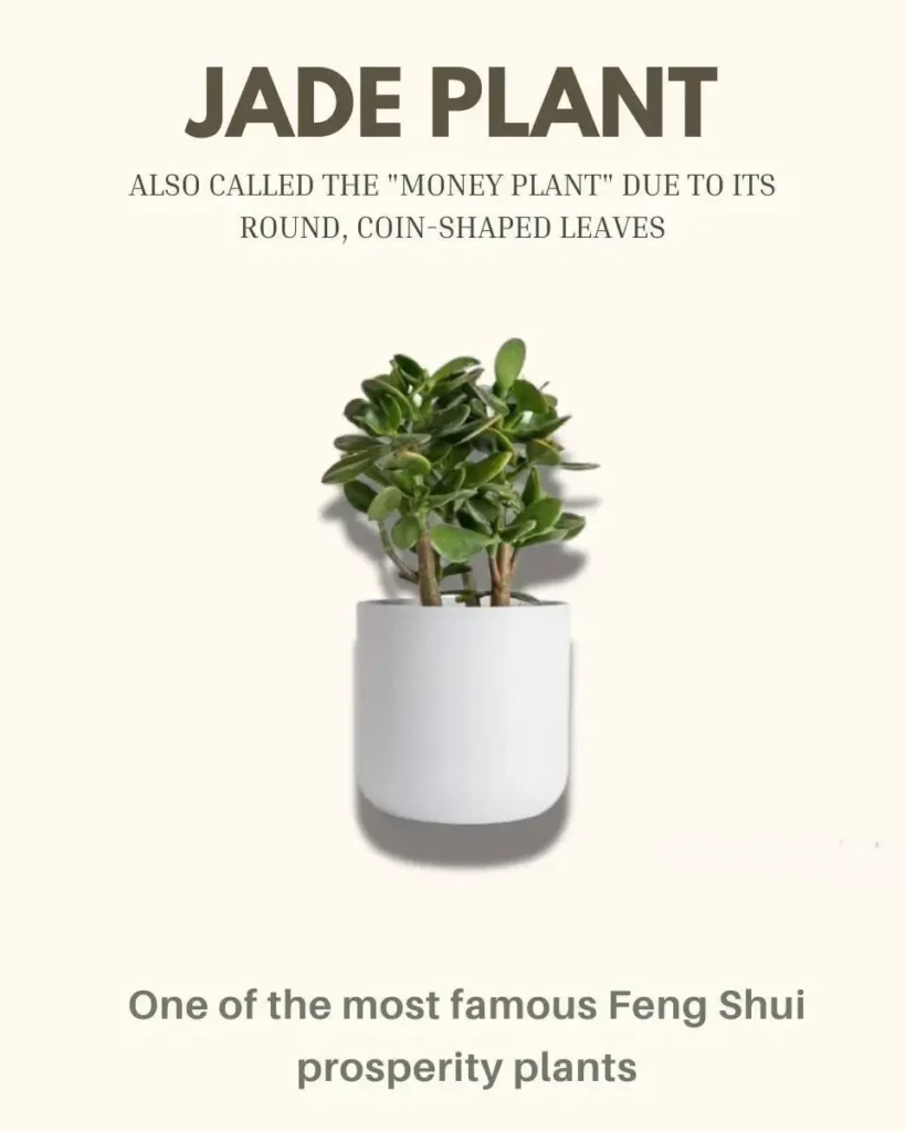8 Indoor Plants That Bring Money and Good Luck 14 A lush Jade Plant with its round, coin-shaped leaves, considered an indoor plant for good luck.
