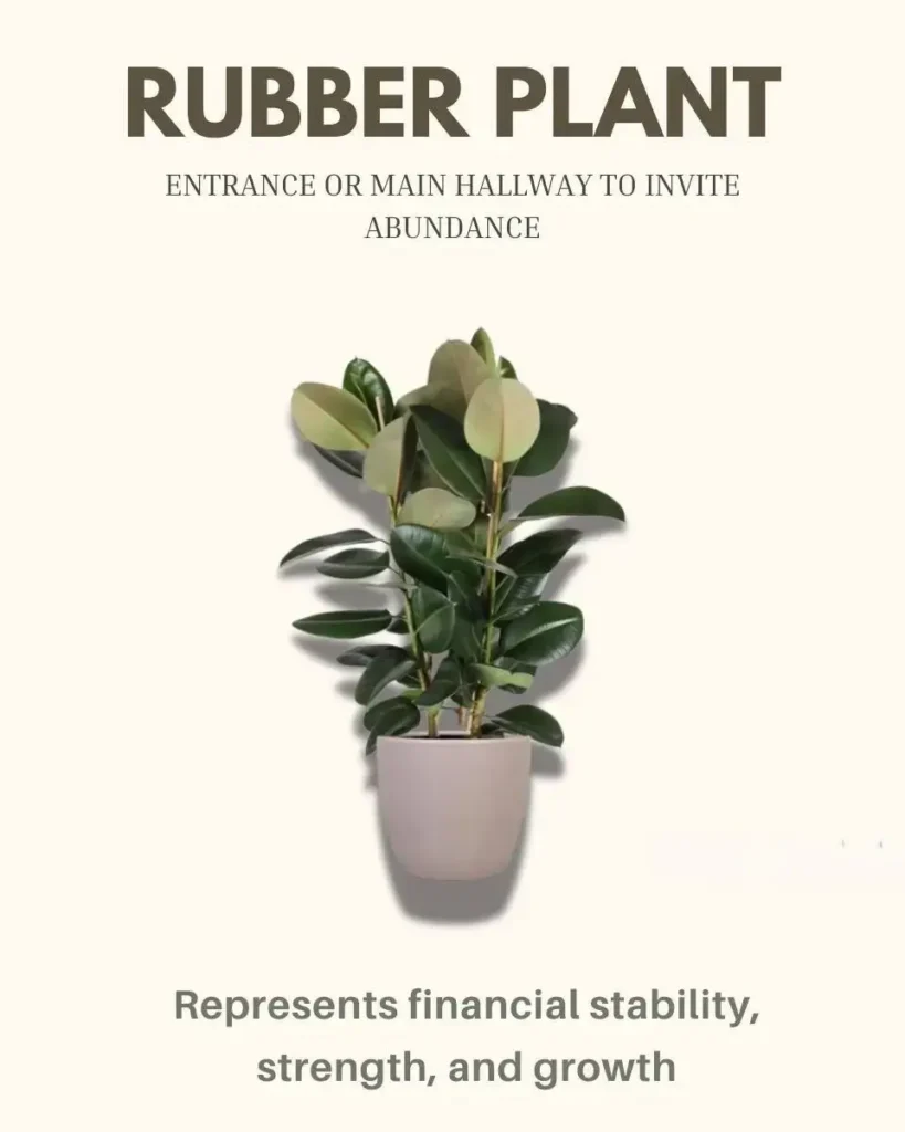 8 Indoor Plants That Bring Money and Good Luck 16 A tall Rubber Plant with large, glossy leaves, a symbol of abundance and a popular indoor plant for good luck.