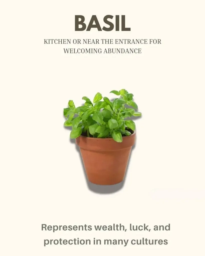 8 Indoor Plants That Bring Money and Good Luck 17 A fresh green Basil plant in a terracotta pot, a fragrant herb believed to bring money and good luck.