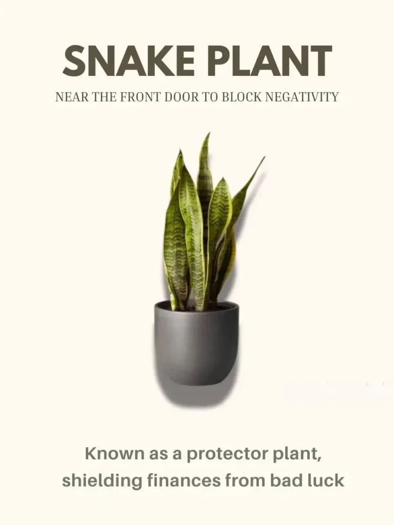 8 Indoor Plants That Bring Money and Good Luck 18 A Snake Plant with its striking upright leaves, known as a protective houseplant that attracts prosperity.