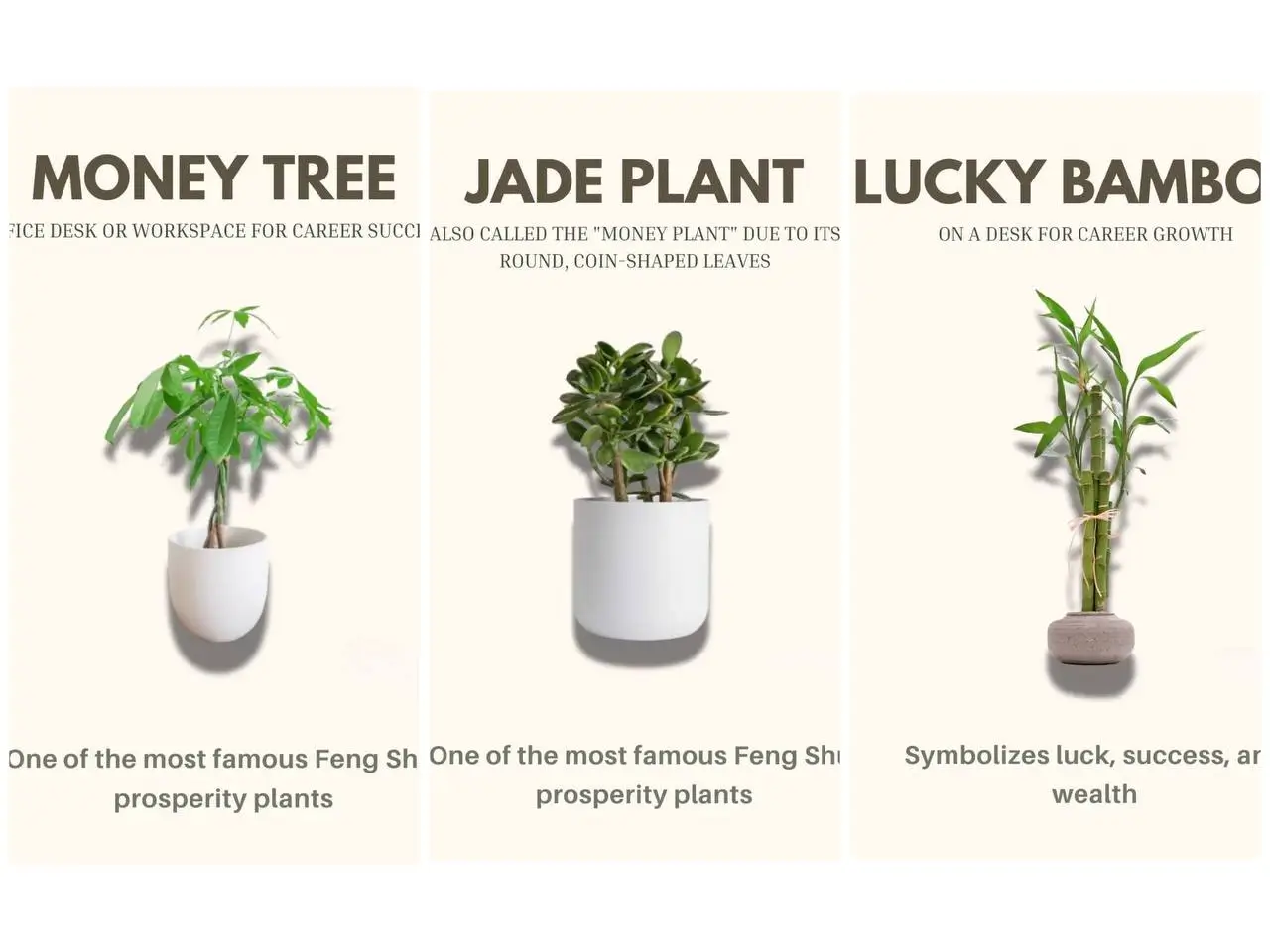 A feature image showing three popular houseplants that attract prosperity: the Money Tree, the Jade Plant, and Lucky Bamboo, all known as indoor plants for good luck.