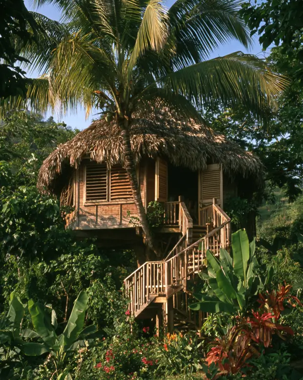 55 Treehouse Design Ideas, From Backyard Platforms to Canopy Cabins 18 Simple treehouse design ideas with a thatched roof, timber louvre windows and a palm growing through the deck