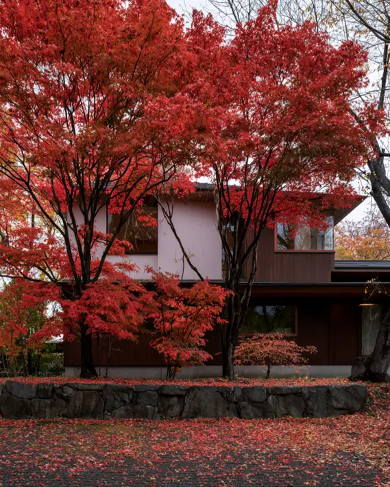 Modern Japanese House Design: 58 Ideas, Costs, and What Defines the Style 23 Dark vertical timber boarding under pale render, framed by red Japanese maples in autumn.